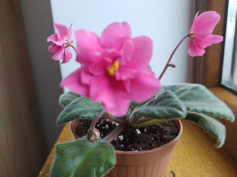 20 decembrie 2021 - Coral Fantasy