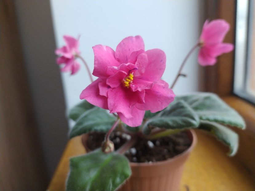 20 decembrie 2021 - Coral Fantasy