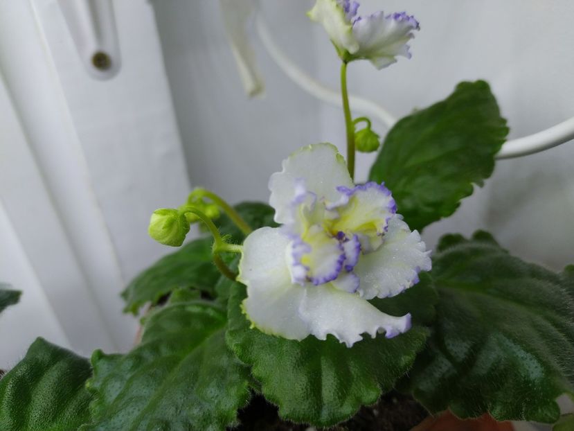 20 noiembrie 2021 - MA s Ching Dinasty