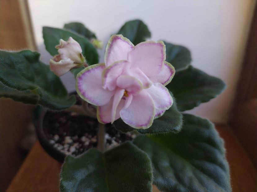 30 noiembrie 2021 - Looking Glass