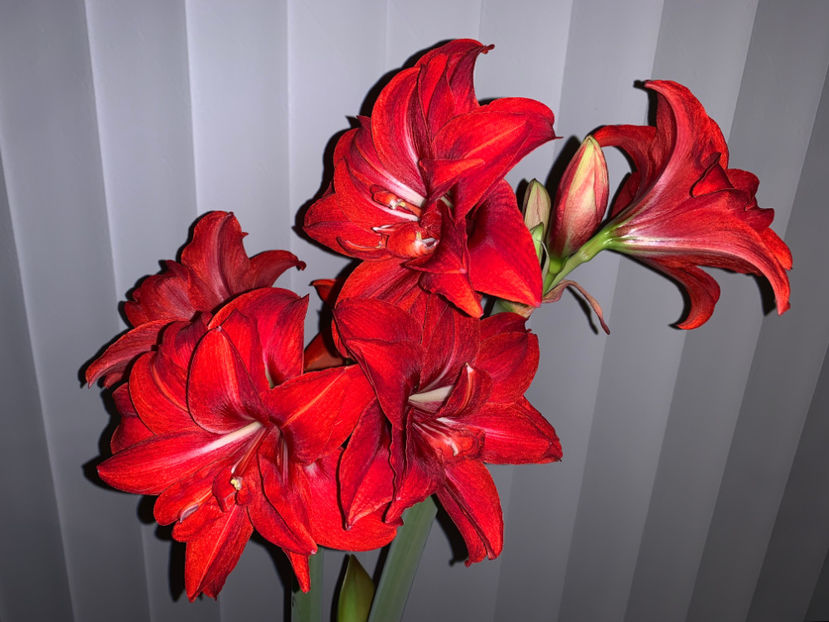 Double Delicious - Plante de interior 2021