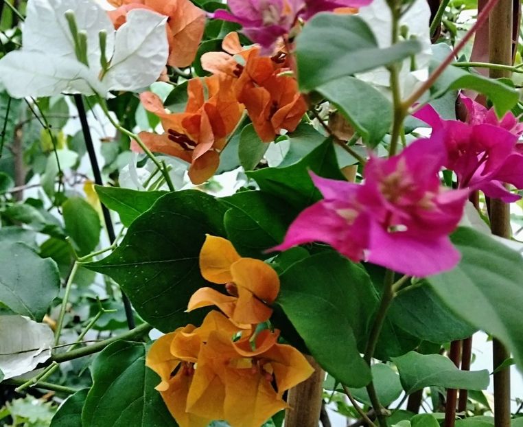 California Orange - Bougainvillea 2021