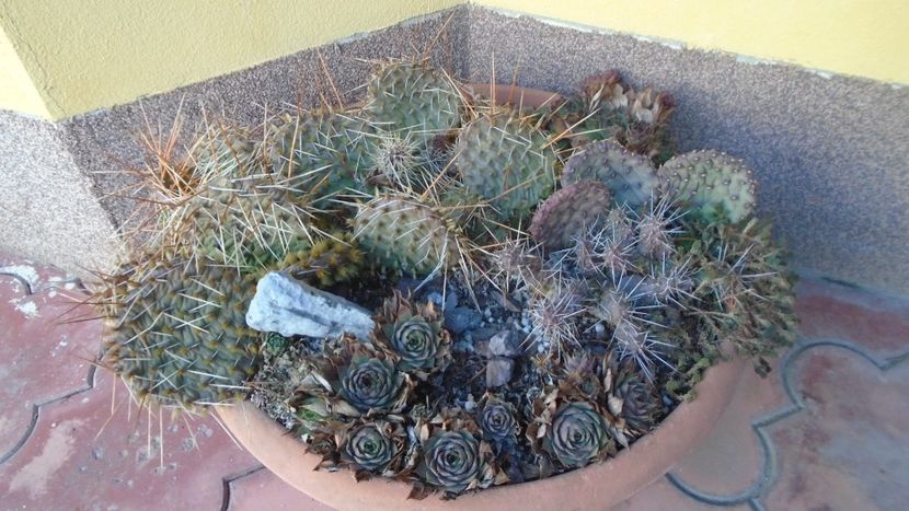 21 dec. 2021 - Solstițiul de iarnă - Ger - Cactusi 2021 bis