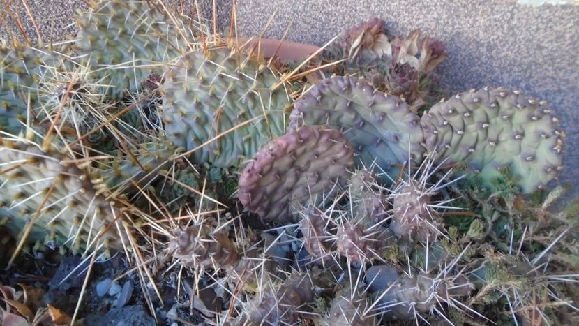 21 dec. 2021 - Solstițiul de iarnă - Ger - Cactusi 2021 bis