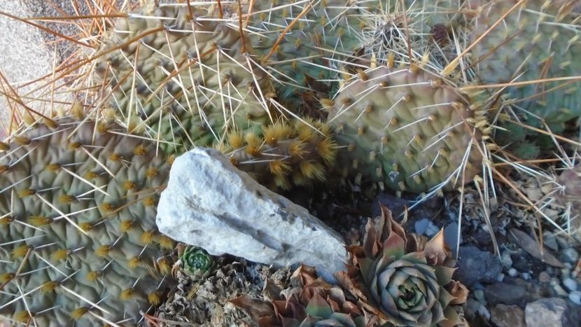 21 dec. 2021 - Solstițiul de iarnă - Ger - Cactusi 2021 bis