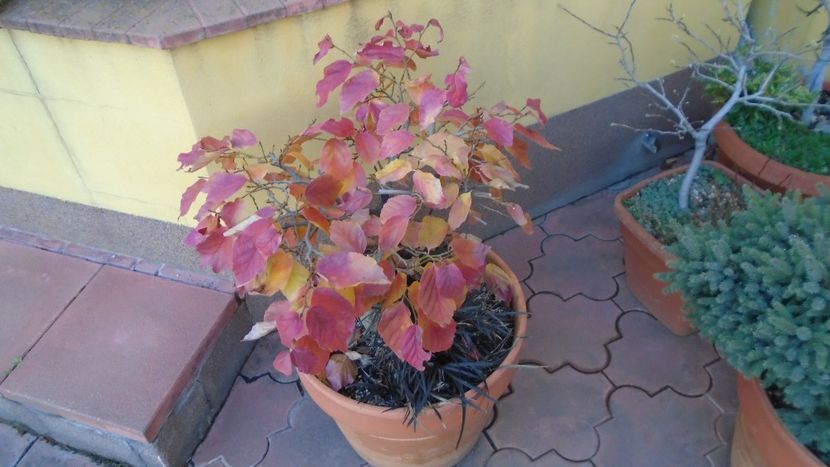 21 dec. 2021 - Solstițiul de iarnă - Ger - Bonsai si prebonsai 2020-2023