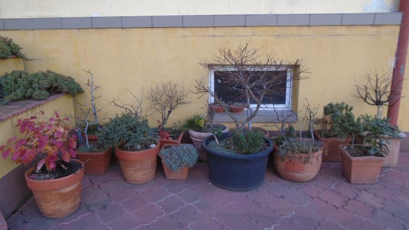 21 dec. 2021 - Solstițiul de iarnă - Ger - Bonsai si prebonsai 2020-2023