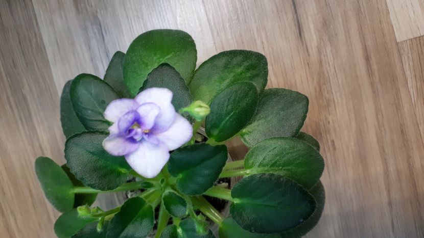  - Morgan s Sophronia