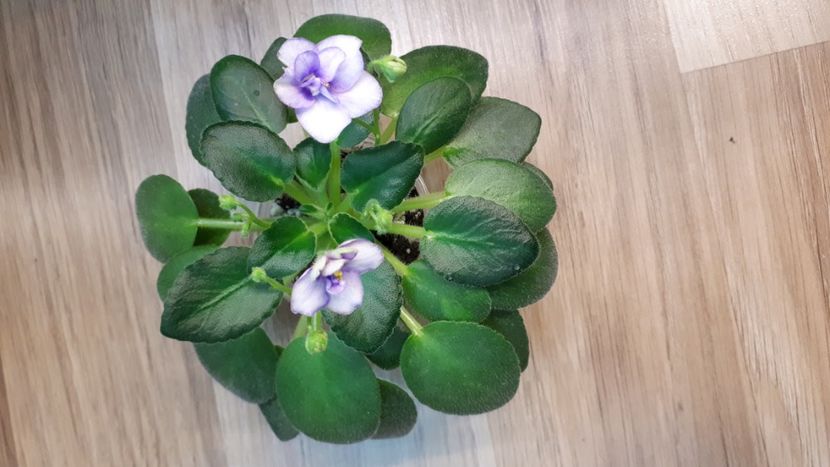  - Morgan s Sophronia