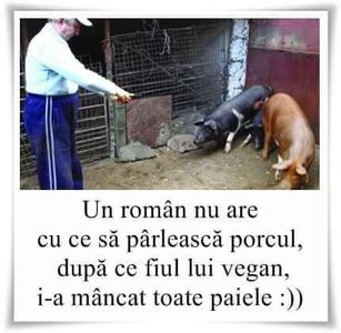  - Divertisment 6