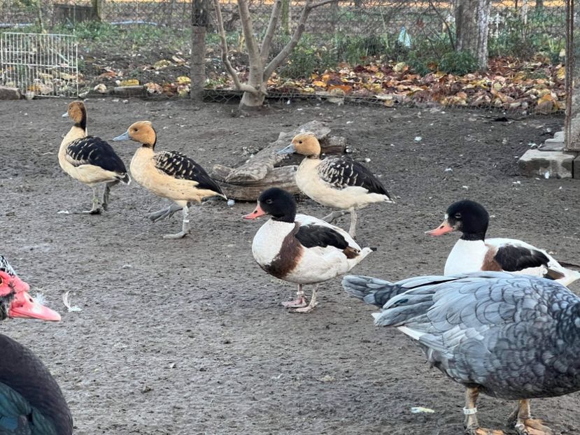  - Rațe Călifar Alb