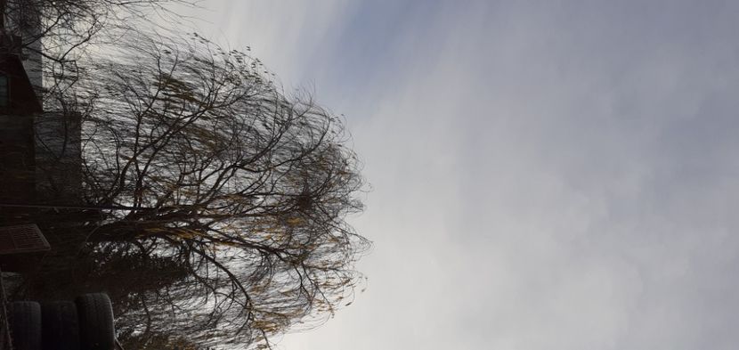  - Porumbei antrenați de soim