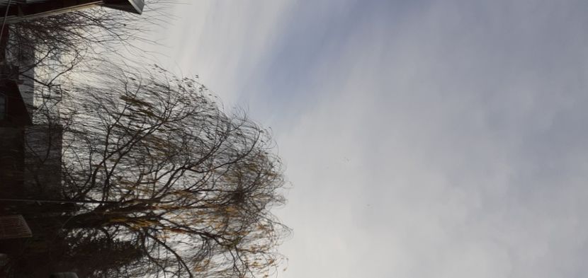  - Porumbei antrenați de soim