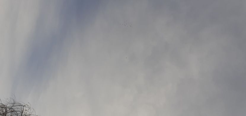  - Porumbei antrenați de soim