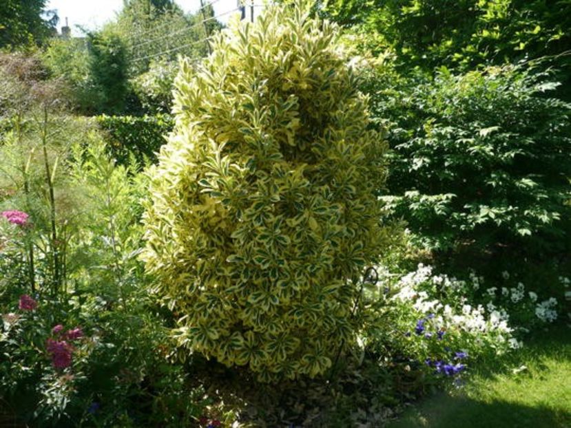 euonymus_japonica_bravo__6 - Euonymus japonicus Bravo