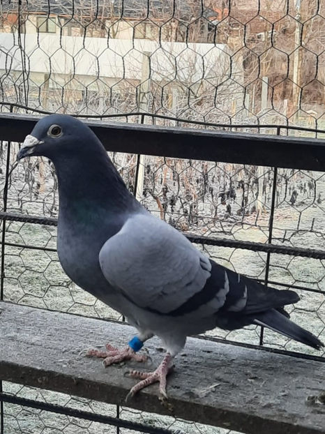 GB - male - 2016 - Porumbei voiajori