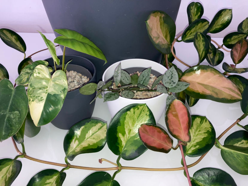 Hoya Australis Lisa, Hoya Lacunosa Silver, Philodendron Burle Marx Variegated - Plante