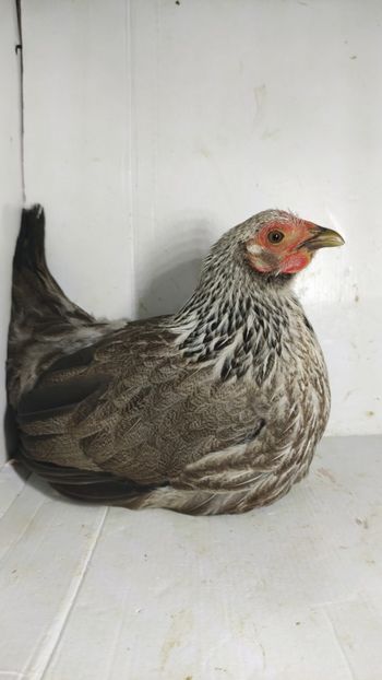 vanduta - De vanzare gainuse mi de flori