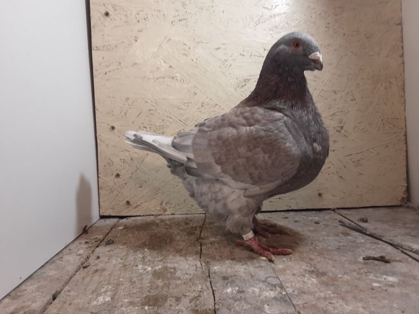 20211212_145303(0) - Tineret 2021