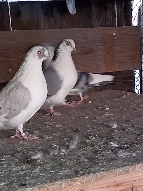 3636A58F-4CDF-4457-A8DC-25851CAB129D - Jucatori de Galați