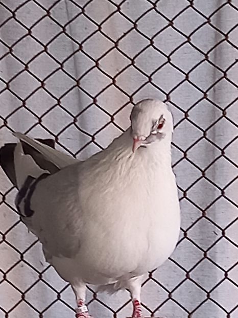 70BD7A6E-CE97-478D-8CD1-EEA380A01D73 - Jucatori de Galați