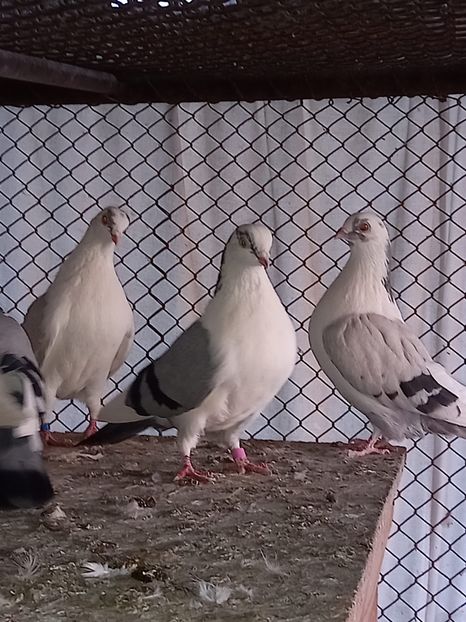 134FEA2C-5093-4958-A9DB-E4FC391E0D9B - Jucatori de Galați