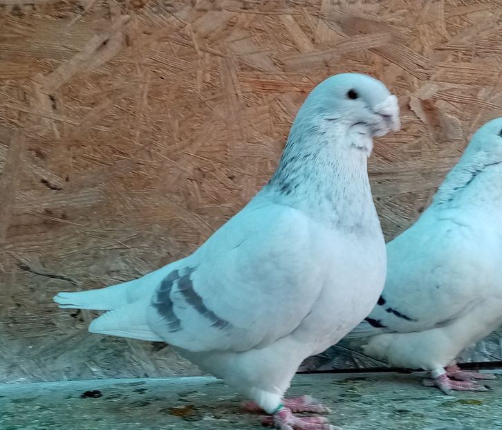  - Masculi argintii 2022