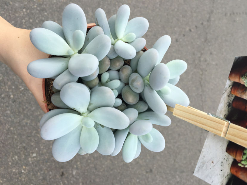 Pachyphytum Oviferum - Plante