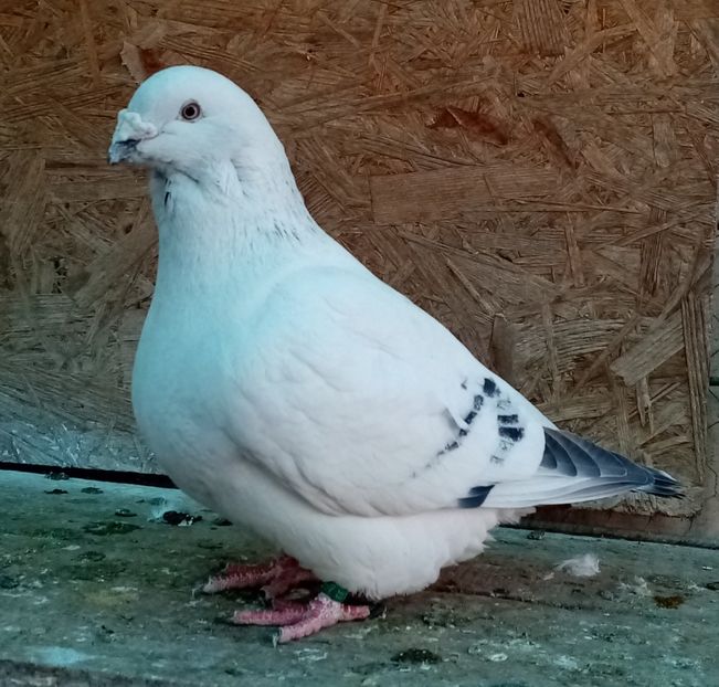 Mascul 2019 - Masculi azur 2022