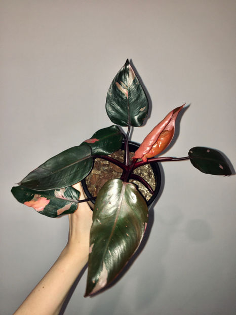 Philodendron Pink Princess - Plante