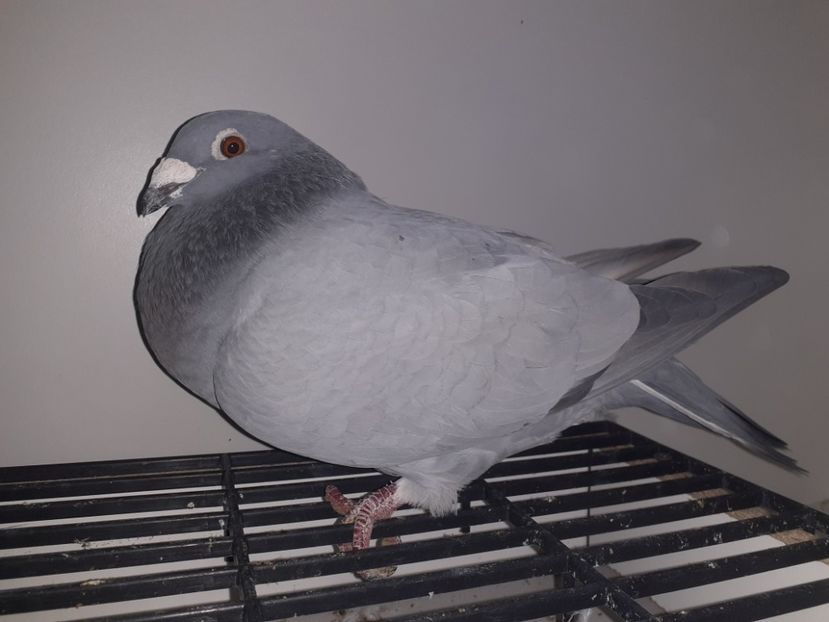  - Evidenta Porumbei