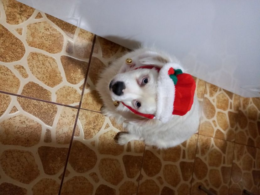  - Album foto-PAPI -catelul minune pentru mine