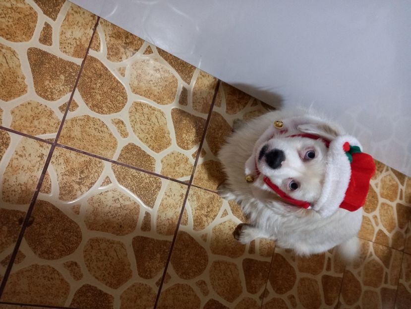  - Album foto-PAPI -catelul minune pentru mine