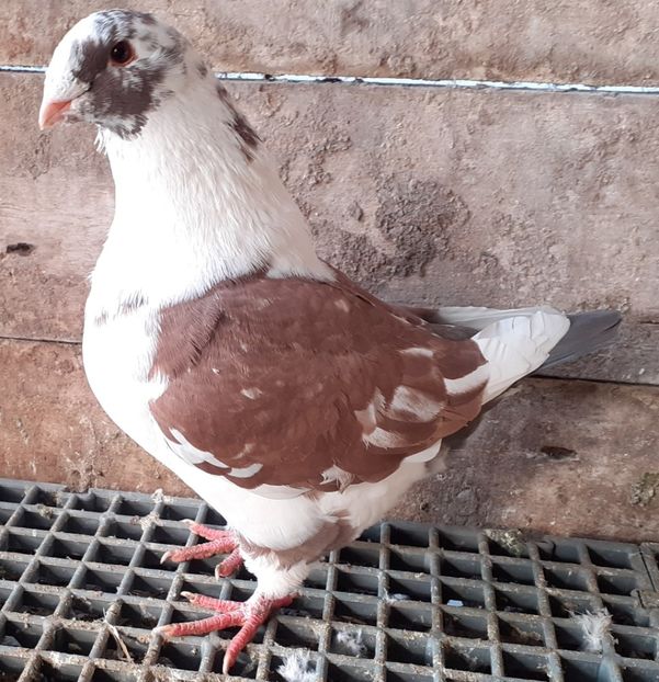 M 2021 - Agh vanduti 2019-2020-2021-2022-2024 2025