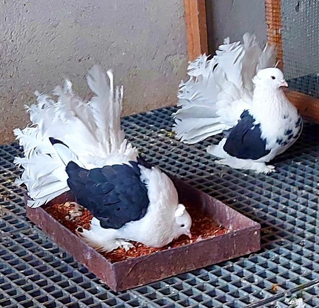  - Voltati indieni matca 2022