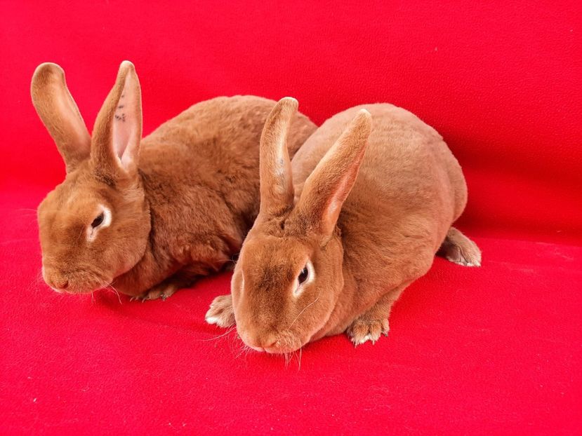 rex galben 24 - De vanzare