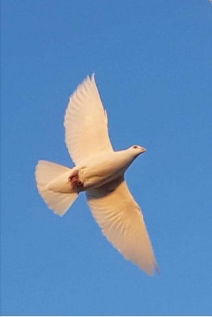  - Nu îmi aparțin 3