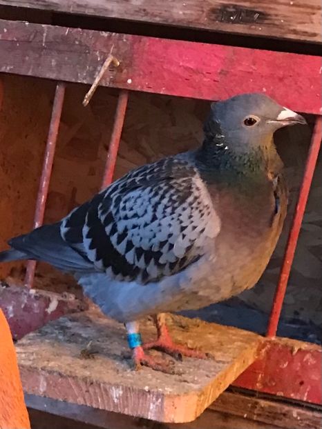 49B4E455-6902-4D55-809A-1E9EDA3FC5DD - VOIAJORI JAN AARDEN KUIF