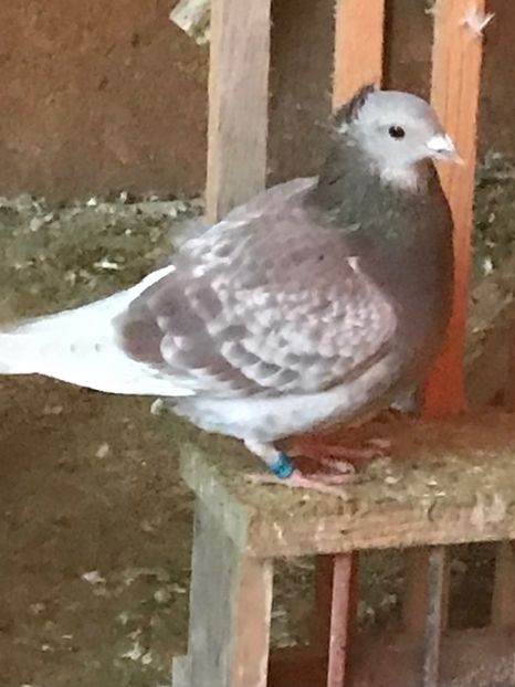 00010C31-7718-4B79-AA9F-39561BAC001C - VOIAJORI JAN AARDEN KUIF