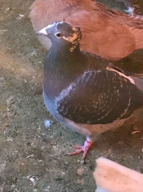 1835FDDE-E56E-494B-B057-F670284C0C4E - VOIAJORI JAN AARDEN KUIF