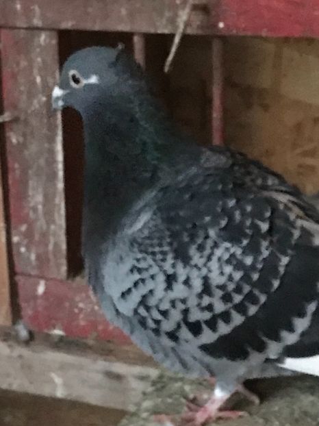 0C0B0D2F-D415-43A8-9D5A-B5FE5B874AA4 - VOIAJORI JAN AARDEN KUIF