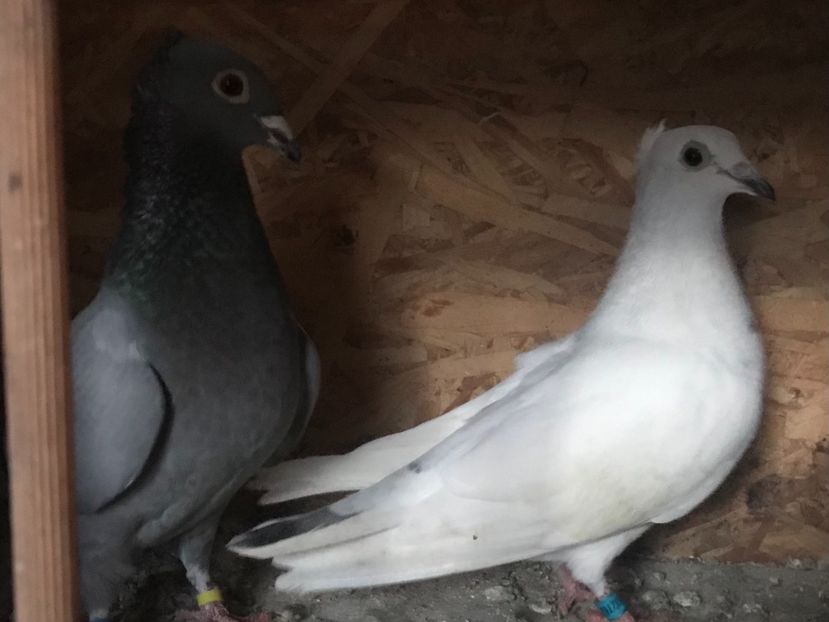 A44154F8-0203-4552-AC40-0FF9AAFA538C - VOIAJORI JAN AARDEN KUIF