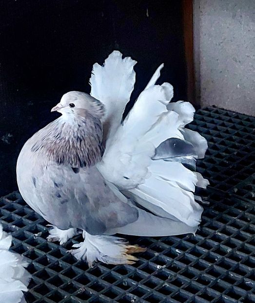  - Voltati indieni matca 2022