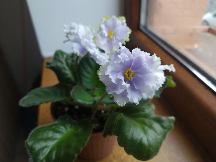 25 decembrie 2021 - Irish laughter