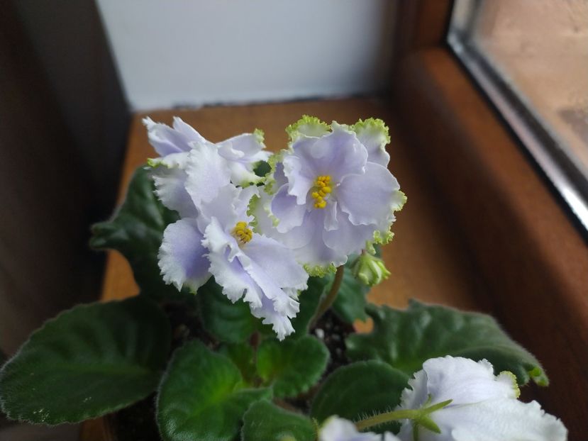 25 decembrie 2021 - Irish laughter