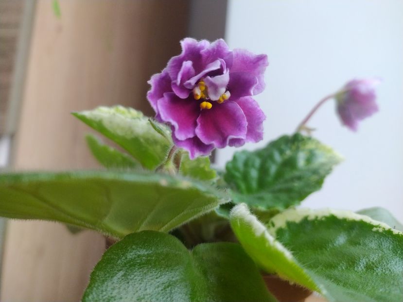 25 decembrie 2021 - Zzz___LE Adazhio _out