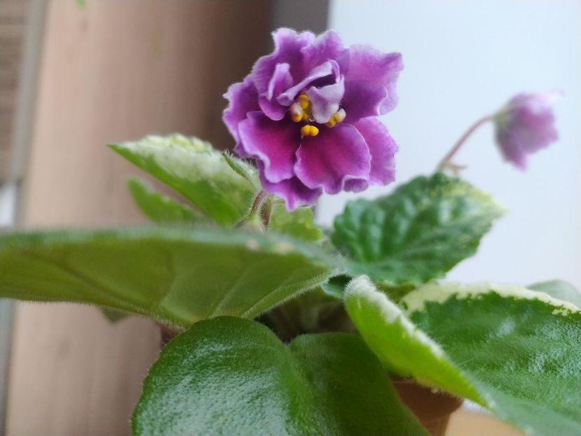 25 decembrie 2021 - Zzz___LE Adazhio _out