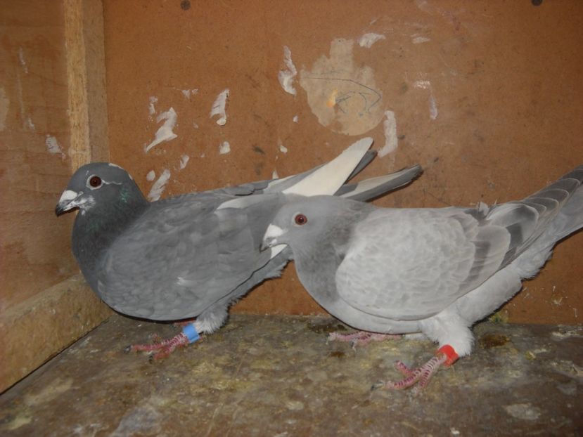  - UNDEVA IN SUCEAVA arhiva