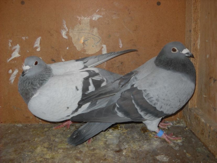  - PORUMBEI VANDUTI 2