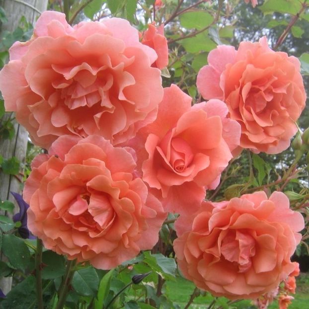 climbing-rose-alibaba1 - Trandafiri 2021